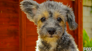 Pelusa, a 4-month-old toy poodle/terrier mix